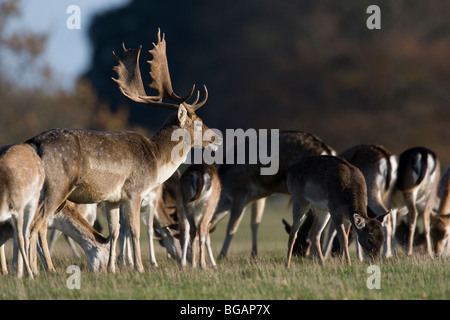 Fallow deer standing in groups. Stock Photo