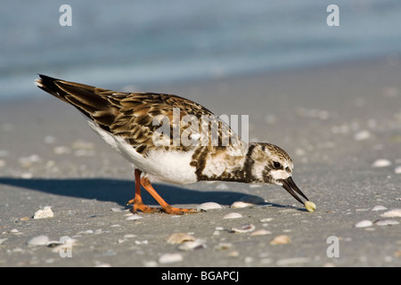 An adult summer plumage Turnstone feeding on shellfish on a sandy beach Stock Photo