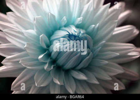 Dahlia is a genus of bushy, tuberous, perennial plants native to Mexico, Central America, and Colombia. Stock Photo