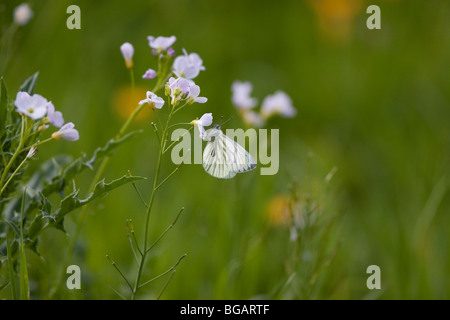 Green veined white butterfly in a meadow Stock Photo