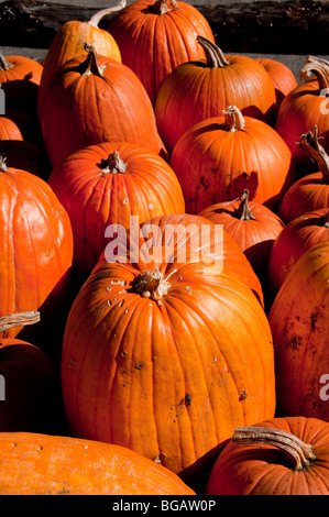 Halloween,Pumpkins,Squash,Corn Husks,Decorations, Masks,Jack o'Lanterns,Display,All Saints Day,The Berkshires, Massachusetts Stock Photo