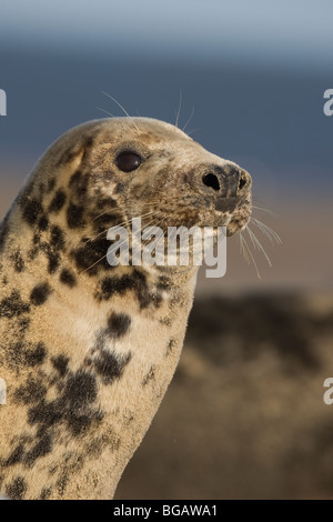 Grey Seal Halichoerus grypus Blakeney Point Norfolk UK December 2009 Stock Photo