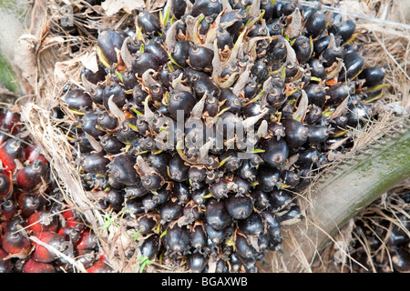 Unripe fresh fruit bunch growing on young oil palm. The Sindora Palm Oil Plantation is green certified. Johor Bahru, Malaysia Stock Photo