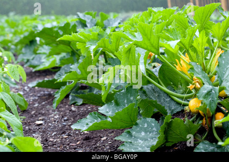 Pumpkins plant at the Lost Garden of Heligan, Cornwall, England, UK Stock Photo