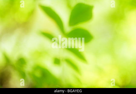 Impressionistic close up of backlit green leaf of Rosa or Rose bush with golden backlit leaves behind Stock Photo