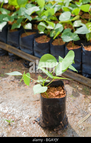 A young potted Mucuna bracteata, a leguminous cover plant which is grown in the on-site nursery. Johor Bahru, Malaysia Stock Photo