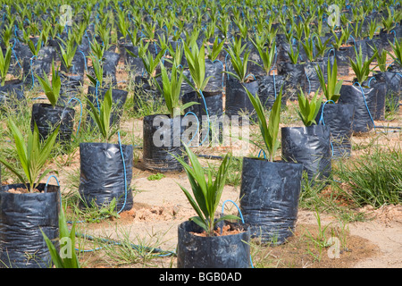 On-site oil palm tree nursery using drip irrigation to water the potted plants. The Sindora Palm Oil Plantation. Stock Photo