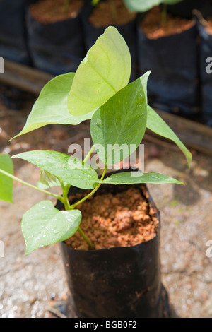 A young potted Mucuna bracteata, a leguminous cover plant which is grown in the on-site nursery. Johor Bahru, Malaysia Stock Photo