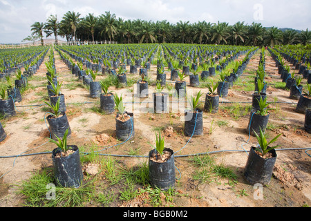 On-site oil palm tree nursery using drip irrigation to water the potted plants. The Sindora Palm Oil Plantation. Stock Photo