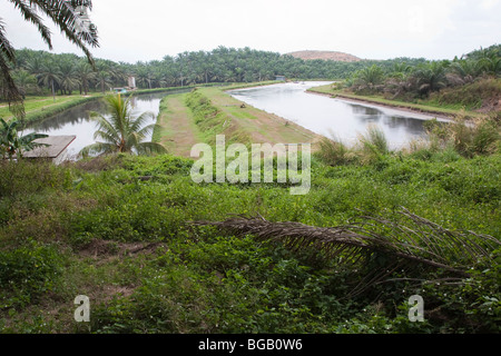 Anaerobic ponds hold palm oil mill effluent. The Sindora Palm Oil Mill ...