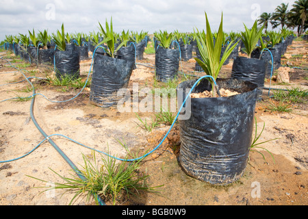 An oil palm seedling with drip irrigation. The Sindora Palm Oil Plantation is green certified. Stock Photo