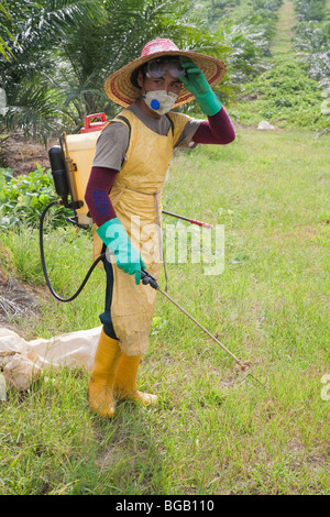 A worker spraying glyphosate herbicide around young palm trees. Sindora ...