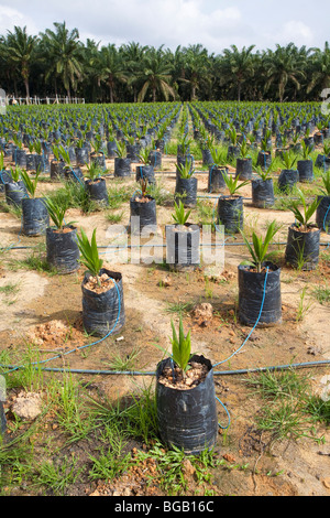 On-site oil palm tree nursery using drip irrigation to water the potted plants. The Sindora Palm Oil Plantation. Stock Photo