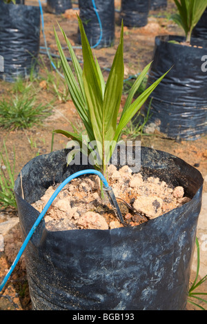 A close-up of an oil palm seedling with drip irrigation. The Sindora Palm Oil Plantation is green certified. Stock Photo