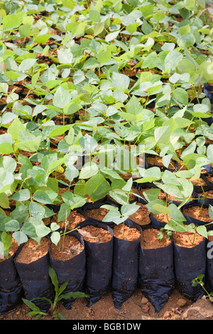 Close-Up of Mucuna bracteata, a leguminous plant. The Sindora Palm Oil Plantation. Johor Bahru, Malaysia Stock Photo