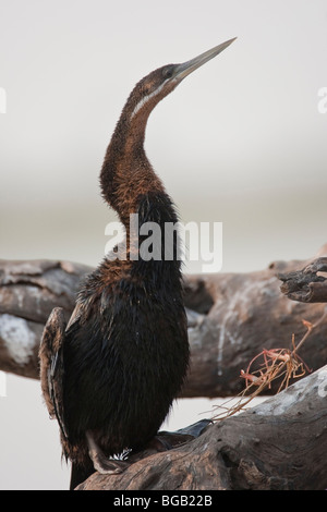 African darter (Anhinga melanogaster rufa) spreads its wings to dry ...