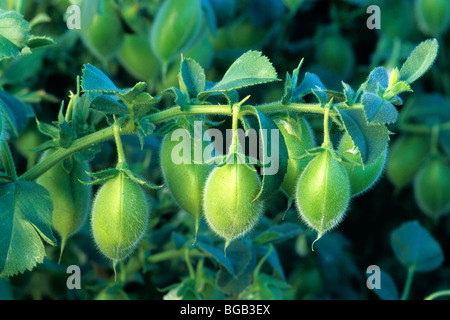 Garbanzo Beans on plant. Stock Photo