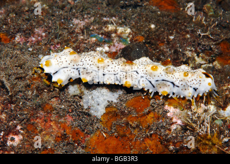 Sea cucumber, Pearsonothuria graeffei, previously known as Bohadschia graeffei. sub adult size with different colours to the adult. Stock Photo