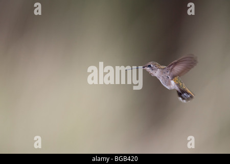 Costa's Hummingbird (Calypte costae), immature male.