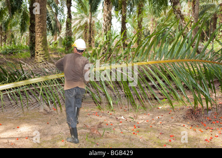 A worker carrying a fresh cut oil palm fronds, with red palm fruits on ground. The Sindora Palm Oil Plantation. Stock Photo