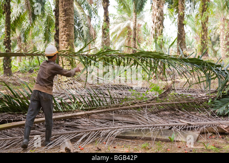 A worker collecting a fresh cut oil palm fronds, with red palm fruits on ground. The Sindora Palm Oil Plantation. Stock Photo