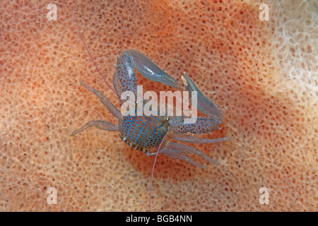 Porcelain crab,  Lissoporcellana sp living on a giant barrel sponge. Stock Photo