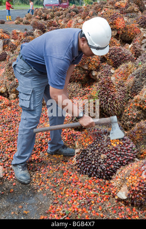 A plantation worker slicing an oil palm fresh fruit bunch (FFB) with an ax, the cut shows the fruit's mature yellow contents. Stock Photo