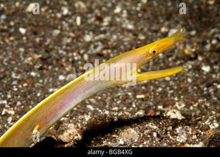 Blue Ribbon Eel, Rhinomuraena quaesita, female. Showing the yellow color phase. Tulamben, Bali, Indonesia. Bali Sea, Indian Ocean Stock Photo