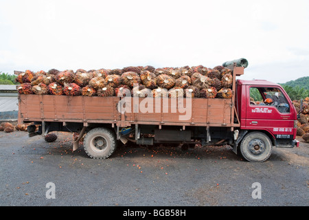 A side view of truck load of oil palm fresh fruit bunches (FFBs) being delivered to the mill. Stock Photo