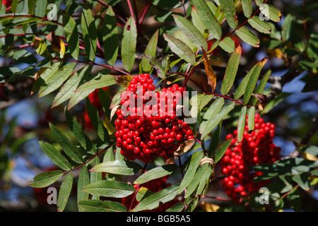 Mountain ash in early fall near Park Butte in the Mount Baker Stock ...