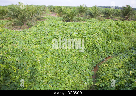 Cover crop of Mucuna bracteata prevents soil erosion, stops weeds, and fixes nitrogen. The Sindora Palm Oil Plantation. Stock Photo