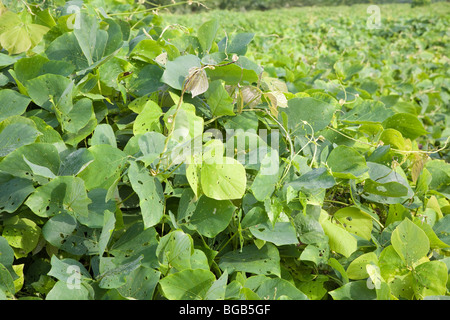 Cover crop of Mucuna bracteata prevents soil erosion, stops weeds, and fixes nitrogen. The Sindora Palm Oil Plantation. Stock Photo