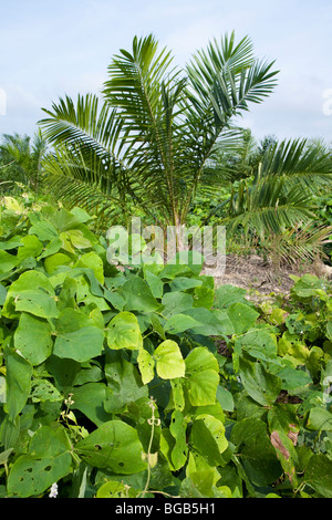 Mucuna bracteata, a leguminous cover plant at The Sindora Palm Oil Plantation. Green certified by RSPO Stock Photo