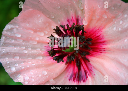 A poppy is any of a number of colorful flowers, typically with one per stem, belonging to the poppy family. Stock Photo