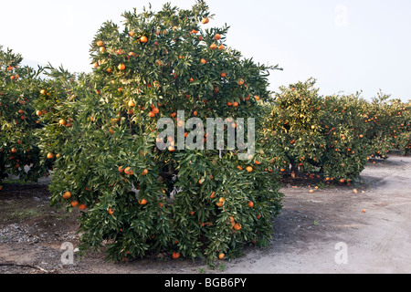 Orange tree bearing fruit in orchard, pre harvest,  California Stock Photo