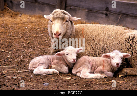 Ewe with two lambs resting in pen. Stock Photo