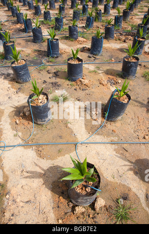 The on-site oil palm tree nursery uses drip irrigation to water the potted plants, conserving water and preventing erosion. Stock Photo