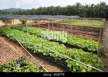 Mucuna bracteata, a leguminous plant, is grown in the on-site nursery. The Sindora Palm Oil Plantation. Johor Bahru, Malaysia Stock Photo