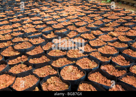 Close-up of tiny Mucuna bracteata seedlings. Leguminous plant prevent soil erosion; stop weeds; and fix nitrogen. Stock Photo