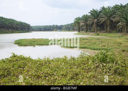 A lake full of rainwater is used for irrigation on the plantation and in the oil mill. Palm trees line its banks. Stock Photo