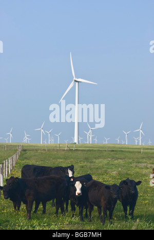 Beef cattle graze in a field adjacent to several wind turbines near Fort McLeod in south west Alberta, Canada. Stock Photo