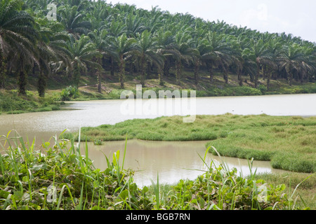 A lake full of rainwater is used for irrigation on the plantation and in the oil mill. Palm trees line its banks. Stock Photo