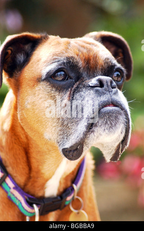 Royalty free photograph of a mature boxer dog outside in the sunshine in the UK Stock Photo