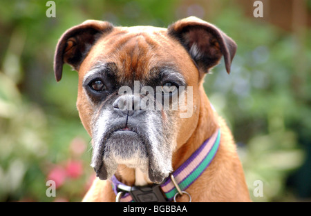 Royalty free photograph of a mature boxer dog outside in the sunshine in the UK Stock Photo