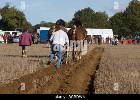 Shire Horses at Ploughing Match, West Sussex, UK Stock Photo