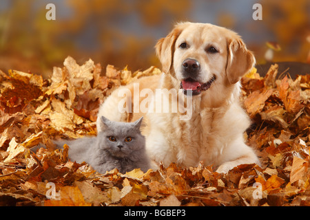 Golden Retriever and British Longhair Cat, blue / autumn foliage, Highlander, Lowlander, Britanica Stock Photo