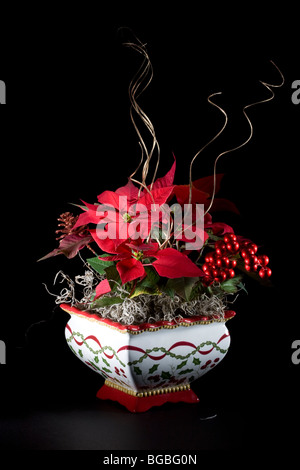 Beautiful Christmas bouquet with live poinsettia plants on a black background Stock Photo