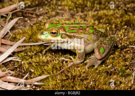 Motorbike Frog, Litoria moorei, Pemberton, Western Australia Stock Photo