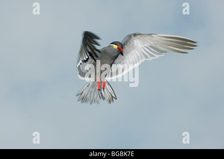 Inca Tern (Larosterna inca) WILD, In Flight, Pucusana, PERU Stock Photo