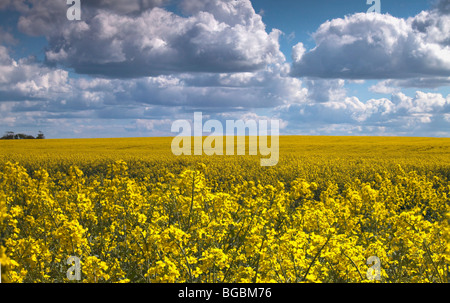 Canola field; North Yorkshire, England Stock Photo